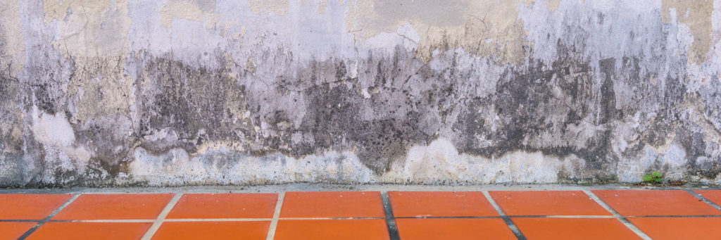Feuchte Kellerwand mit Schimmelspuren durch zu hohe Luftfeuchtigkeit im Keller